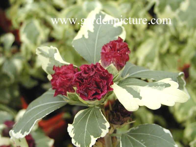 Hibiscus syriacus 'Purpureus Variegatus' (65191)