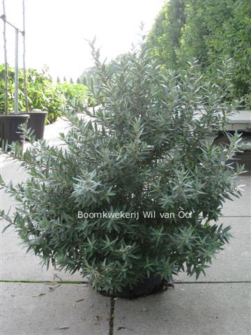 Hippophae rhamnoides 'Hikul' (88011)