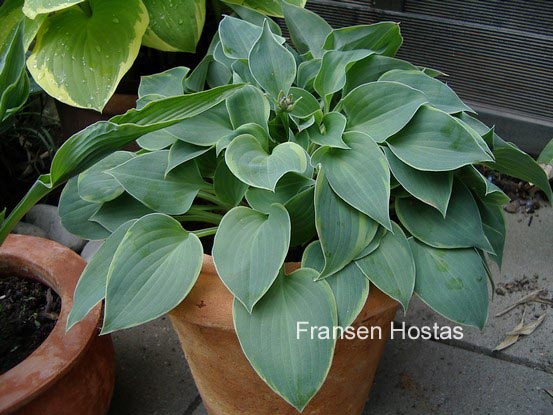 Hosta 'Abby' (86200)