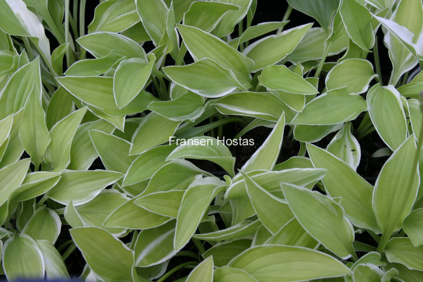 Hosta 'Iced Lemon' (86222)