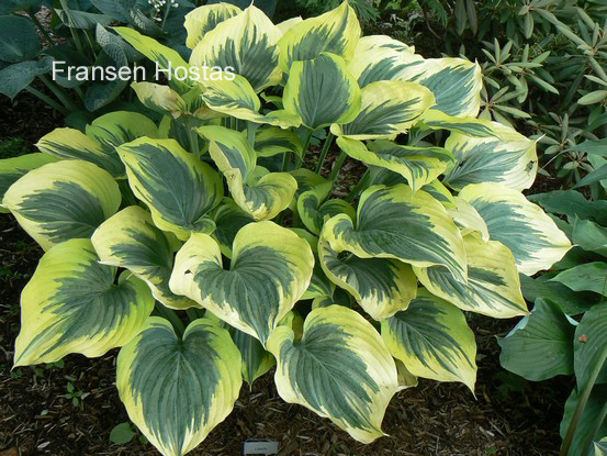 Hosta 'Liberty' (86217)
