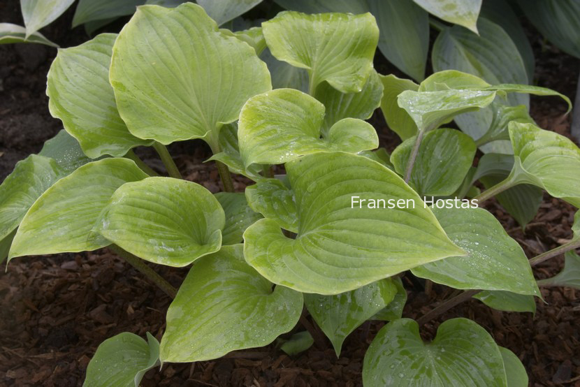 Hosta 'Paradise Red Delight' (86211)