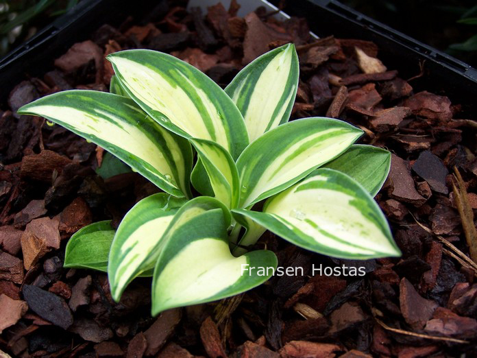 Hosta 'Snow Mouse' (86207)