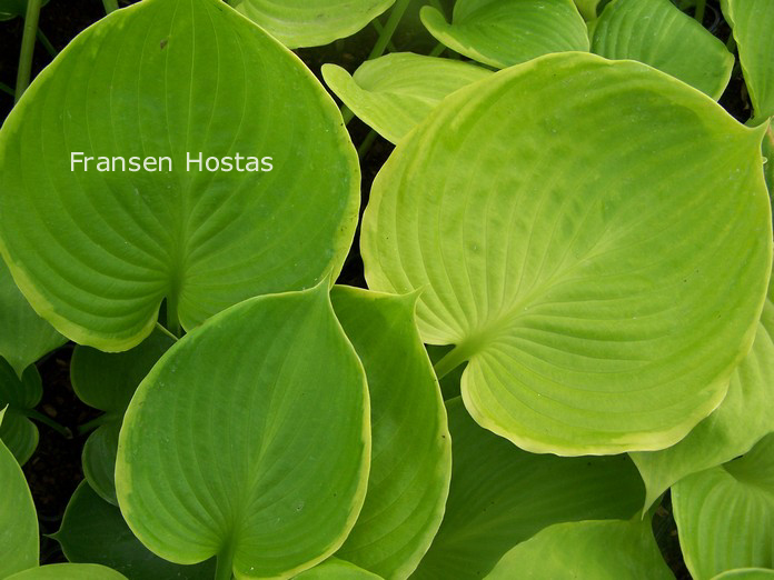 Hosta 'Ufo' (86202)