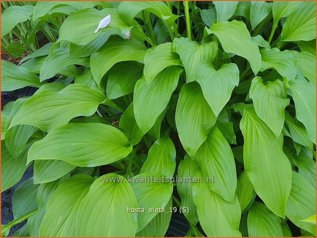 Hosta elata (C1199)
