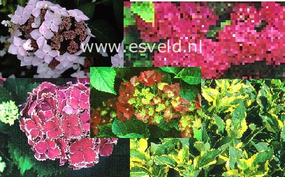 Hydrangea  Aanbiedingspakket B 6 planten (49903)