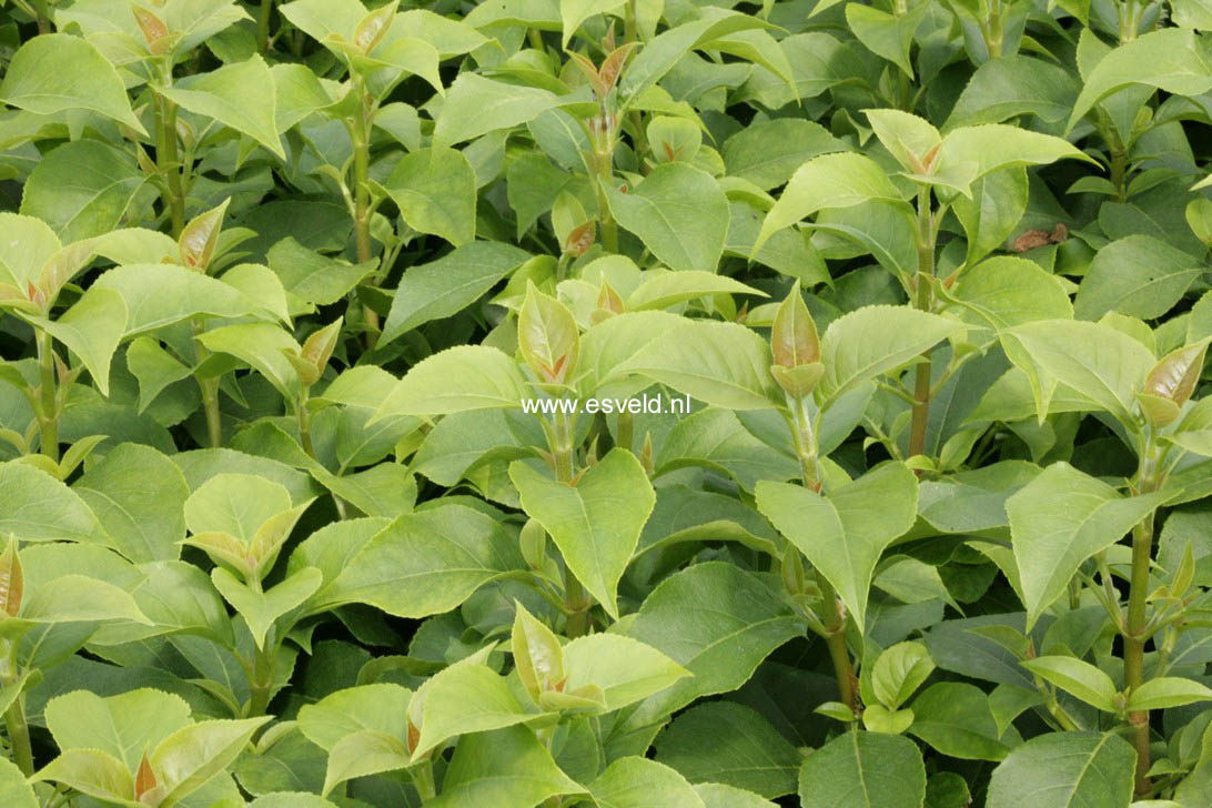 Hydrangea 'Inovalaur' (SEMIOLA) (79540)