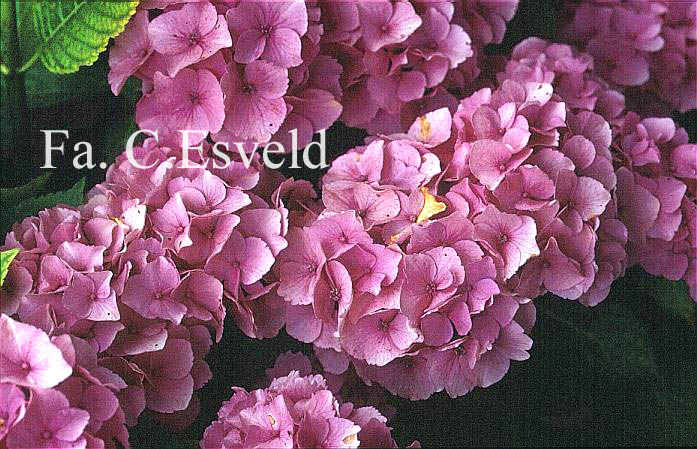 Hydrangea macrophylla 'Pensee' (11730)