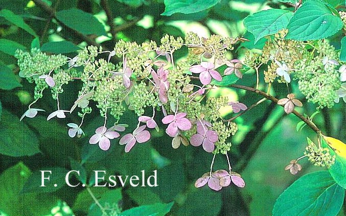 Hydrangea paniculata 'Melody' (13002)
