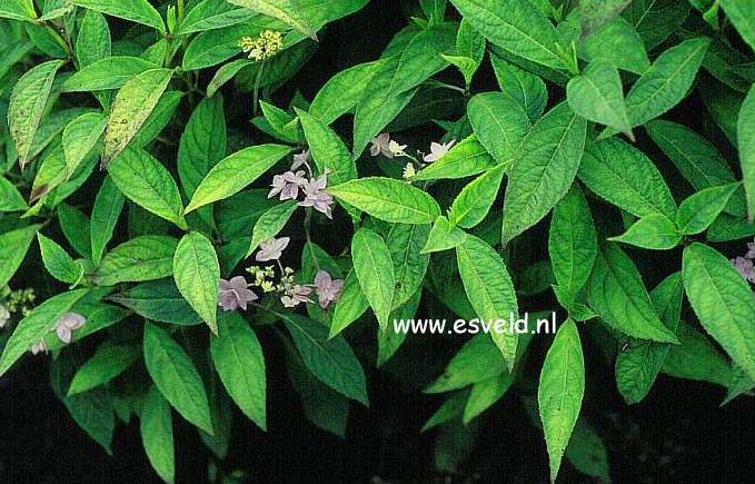 Hydrangea serrata 'Shichidanka-nishiki'