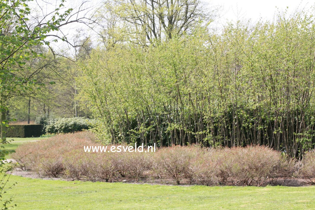 Hypericum kalmianum (25106)