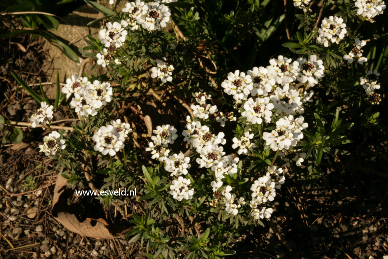 Iberis sempervirens (42030)