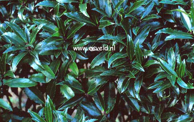 Ilex meserveae 'Little Stranger' (3615)