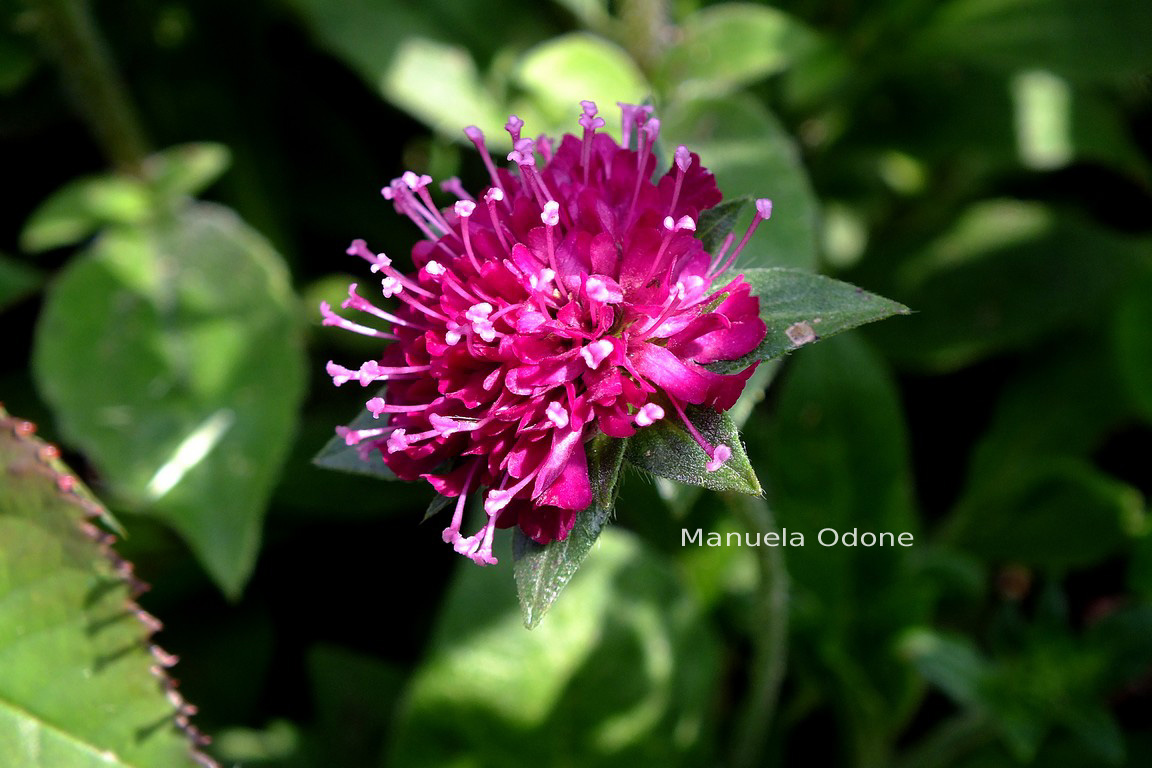 Knautia macedonica 'Melton Pastels' (81854)