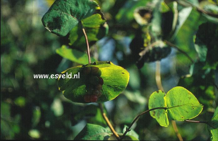 Lonicera dioica (8783)