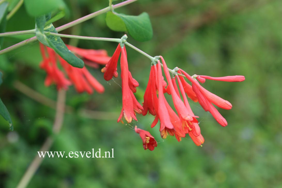 Lonicera sempervirens 'Superba'