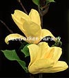 Magnolia 'Gold Crown' (98160)