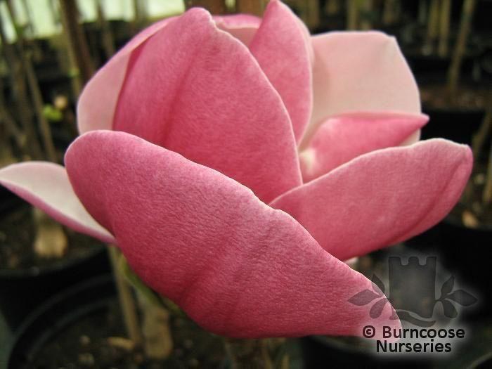 Magnolia 'Ruby' (98164)