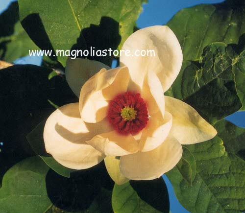 Magnolia wieseneri 'Aashild Kalleberg' (98140)