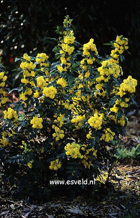 Mahonia aquifolium 'Hastings Elegant' (17474)