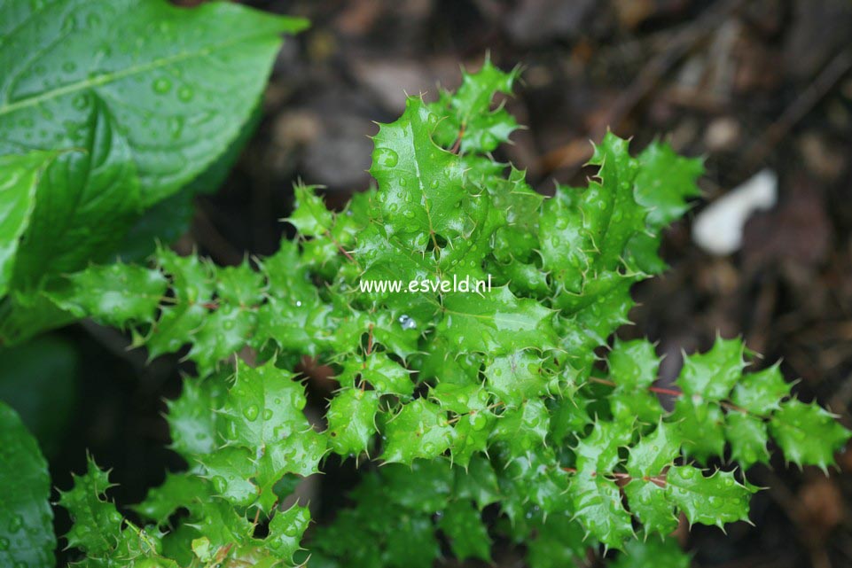 Mahonia pinnata 'Ken Howard' (23281)