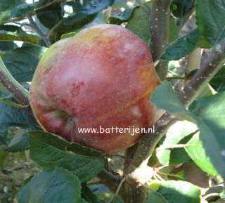 Malus domestica 'Beauty of Bath' (88301)