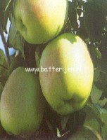 Malus domestica 'Bolero (BALLERINA) (88472)