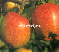 Malus domestica 'Braeburn' (88308)