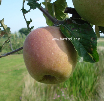 Malus domestica 'Dubbele Binderzoet' (88315)