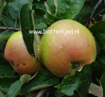 Malus domestica 'Dubbele Zoete Aagt' (88316)