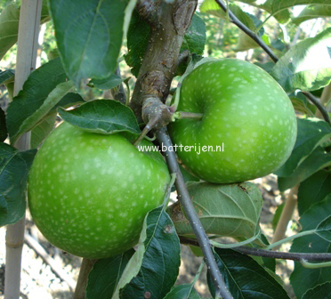 Malus domestica 'Granny Smith' (88331)
