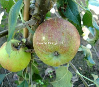 Malus domestica 'Gronsvelder Klumpke' (88334)