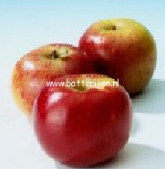 Malus domestica 'Schneica' (88366)