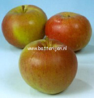 Malus domestica 'Zoete Oranje' (88379)