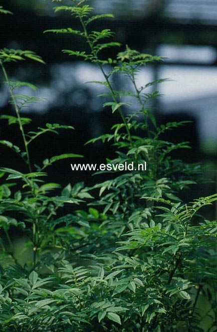 Millettia sinensis 'Ko fuji' (4772)