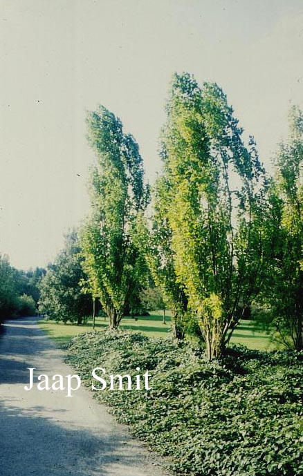 Morus alba 'Pyramidalis' (79046)