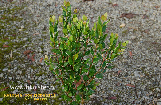 Myrcianthes coquimbensis (88793)