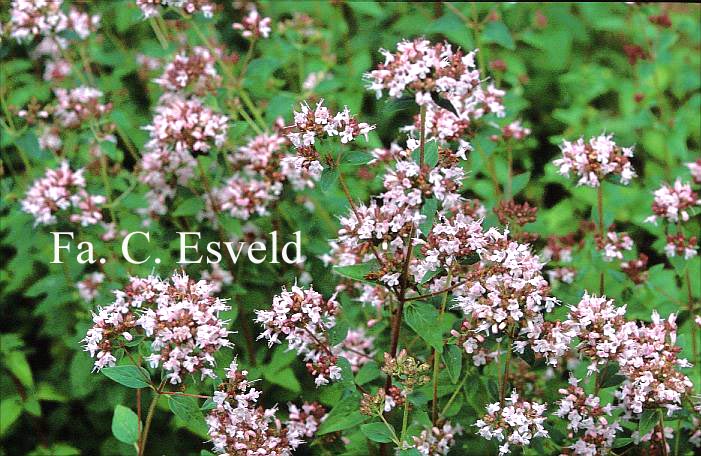 Origanum vulgare 'County Cream' (15508)
