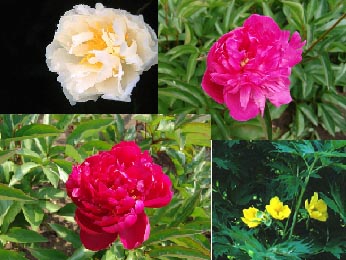 Paeonia  Aanbiedingspakket 6 planten (49911)