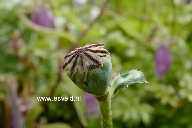 Papaver orientale 'Prinzessin Viktoria Luise' (A3991)