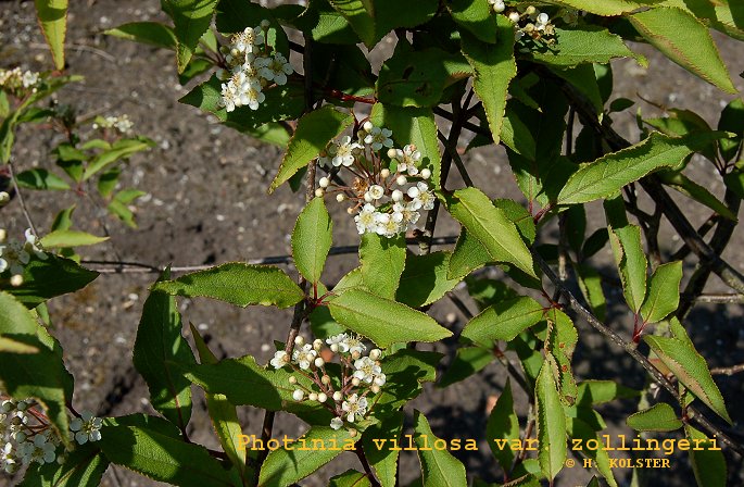 Photinia villosa zollingeri (81804)
