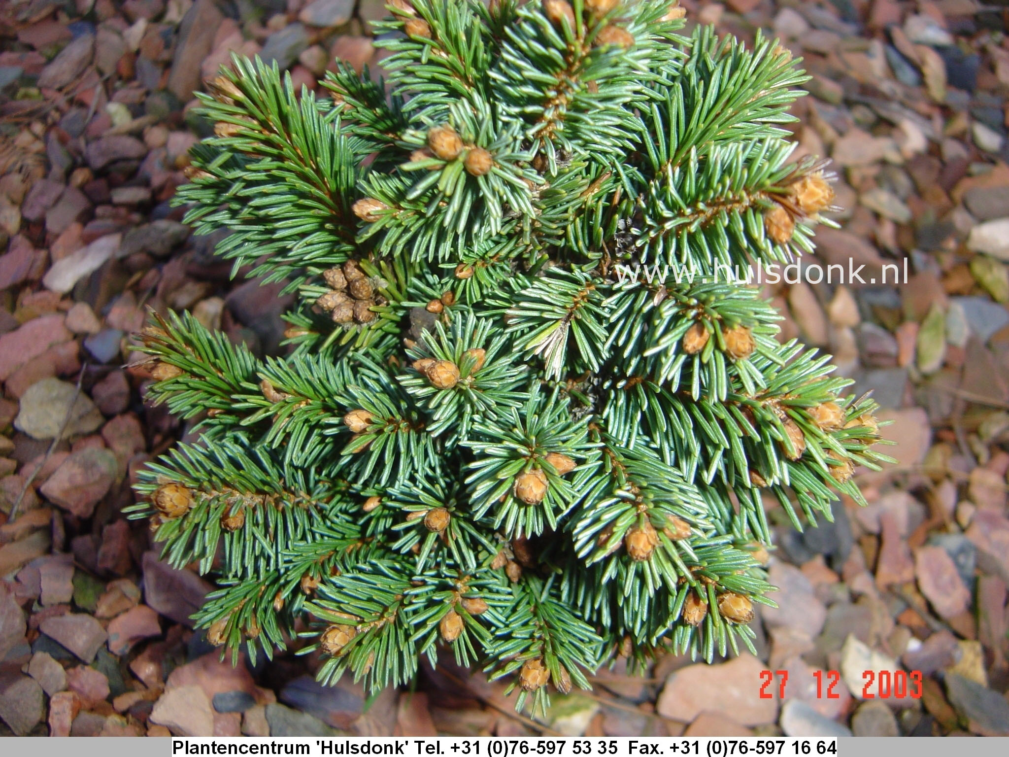 Picea abies 'Zillertal-2' (97198)