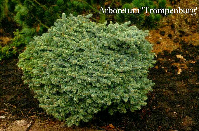 Picea pungens 'Glauca Globosa' (50366)