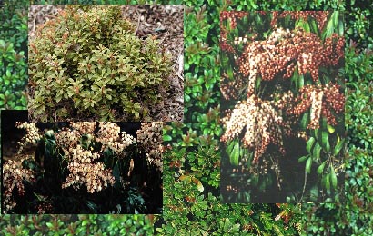 Pieris  Aanbiedingspakket 6 verschillende (49910)