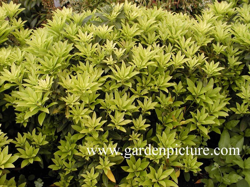 Pieris japonica 'Bolero' (65274)