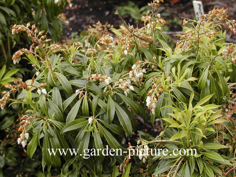 Pieris japonica 'Crispa' (68993)