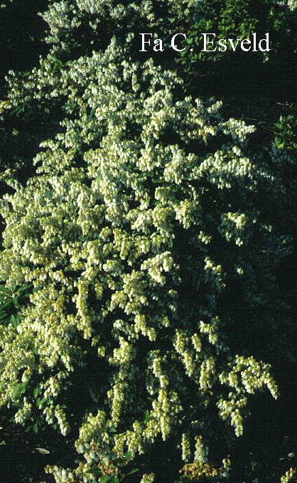 Pieris japonica 'Gavotte' (3835)
