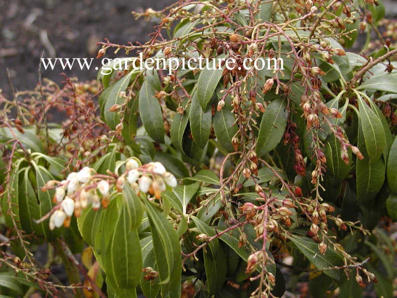 Pieris japonica 'March Magic' (65275)