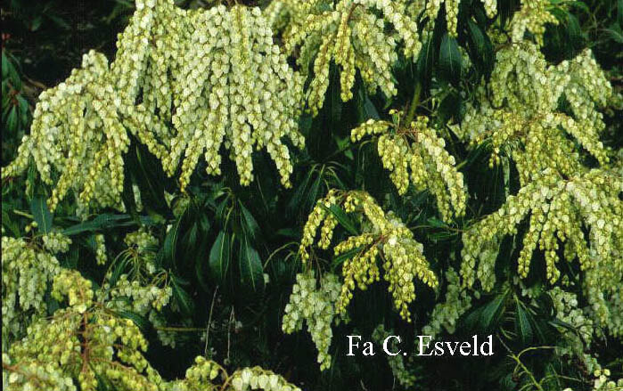 Pieris japonica 'Scarlett o'Hara' (5688)