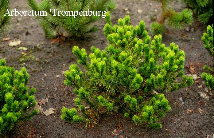 Pinus mugo 'Rigi' (50404)